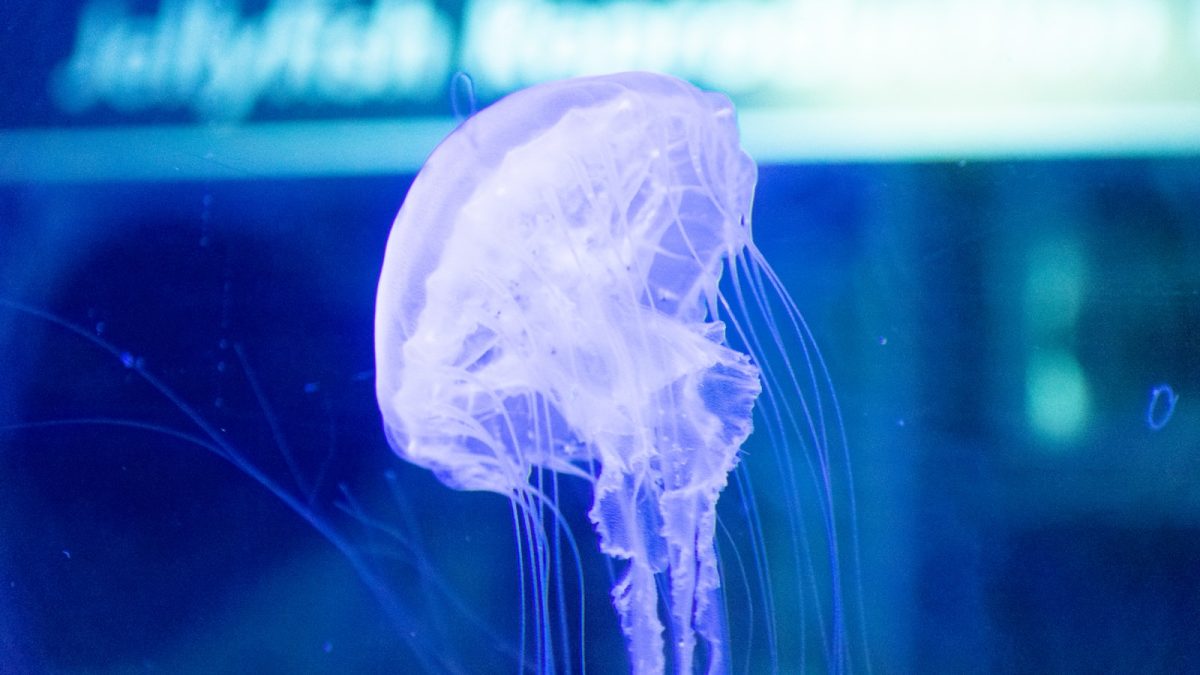 Jelly AC pada Saluran Pembuangan: Tanda, Penyebab, dan Cara Mencegah AC Bocor Berulang